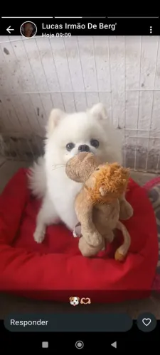 Cachorro Macho