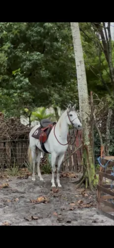 Cavalo inteiro