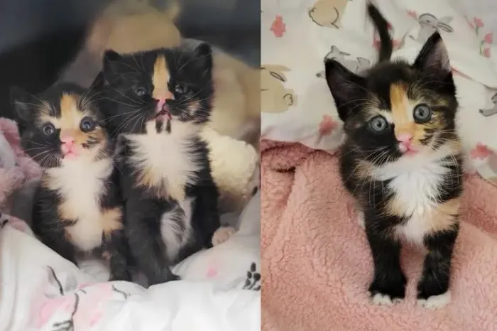 Gatinhas angorá tricolor