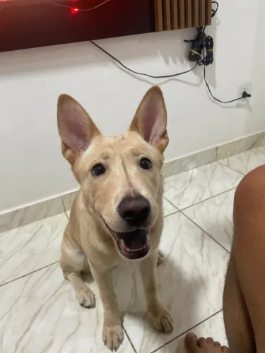 Cachorrinha pra adoção 