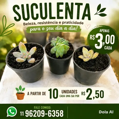 Plantas suculentas para decorações 