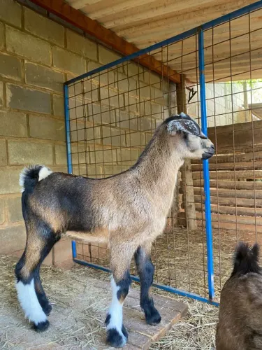 Mini cabritinho