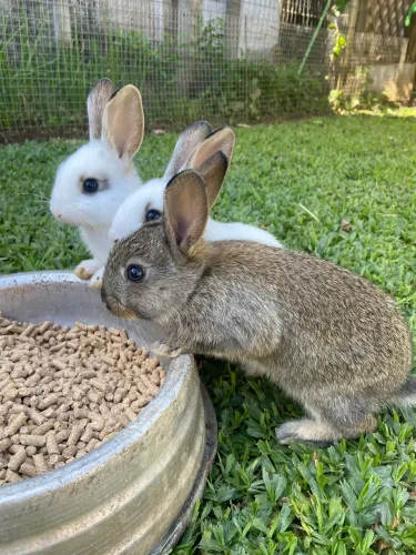 Vendo filhotes de coelhos
