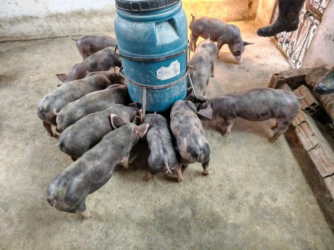 Leitões para engorda Pietra com duroc