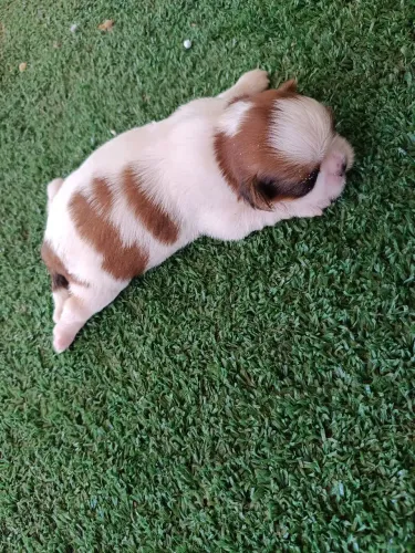 Linda fêmea Shitzu micro 