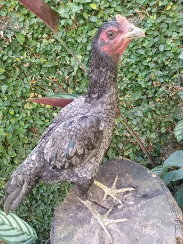 Vendo franguinha tuza 