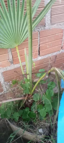 Mudas de carnaúbas