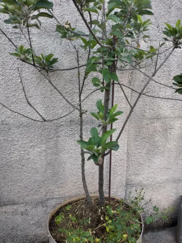 Vendo um lindo pé de maçã com frutas