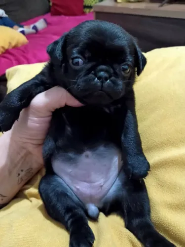 Vendo linda fêmea de Pug blek