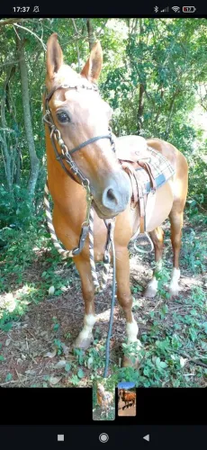 Cavalo com sela