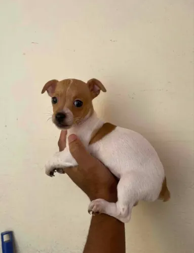 PINSCHER MACHO 