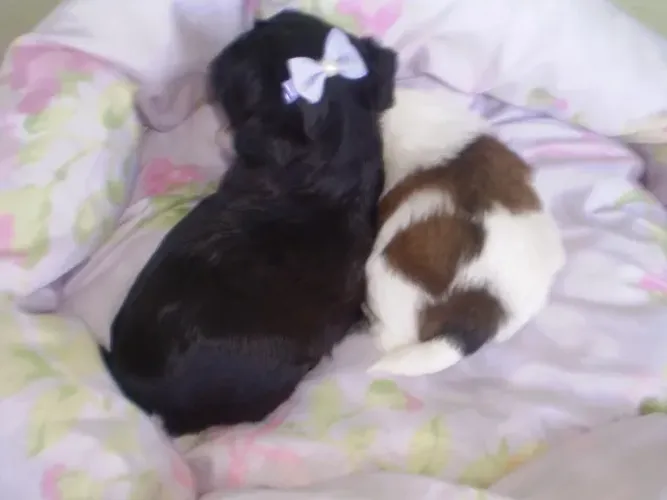 Filhotes Raça Shih tzu
