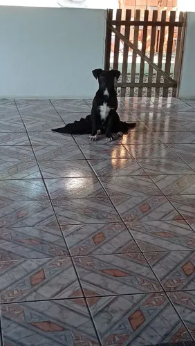 Doaçe cachorro 
