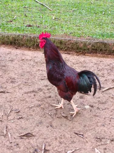 Galo rodhe Island red