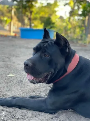 Cane Corso macho e fêmeas