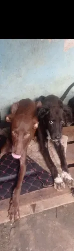 Cachorra 