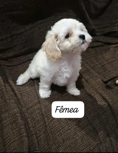 Vendo filhotes de poodle toy um macho e uma fêmea retirar no Cajuru