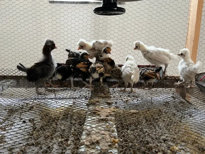 Pintos: sebright dourada e polonesa