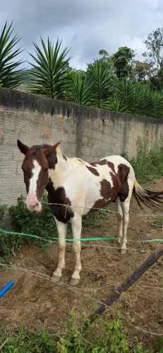 Pampa 4 anos + sela completa nova