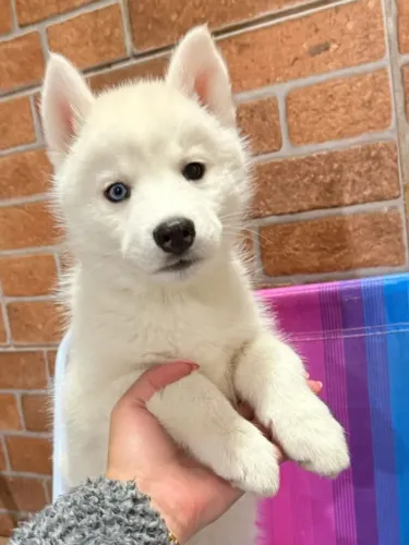 Husky siberiano Seu novo amigo está esperando uma oportunidade