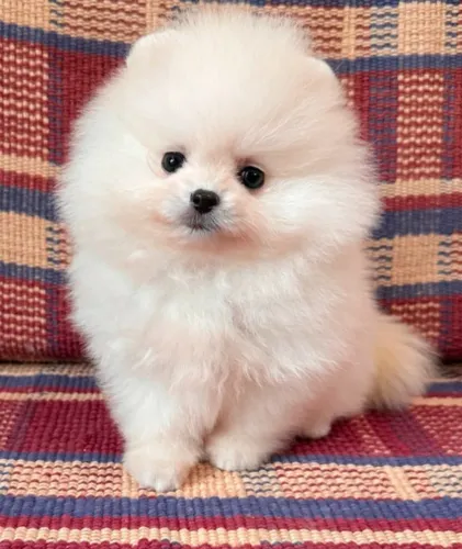 Cachorro Lulu da Pomerania branco para quem exige qualidade