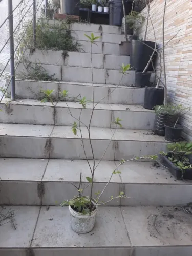 Muda Azaleia e Thumbergia Arbustiva Roxa Porto Alegre RS