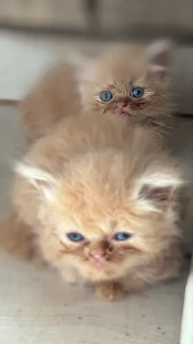 Filhotes gatinhos persas