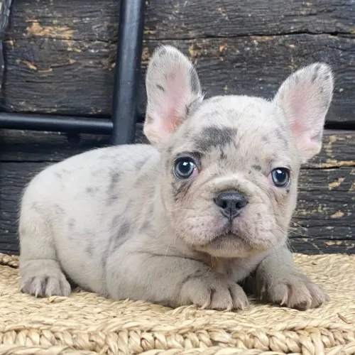 BullDog Francês: Um gordinho cheio de energia