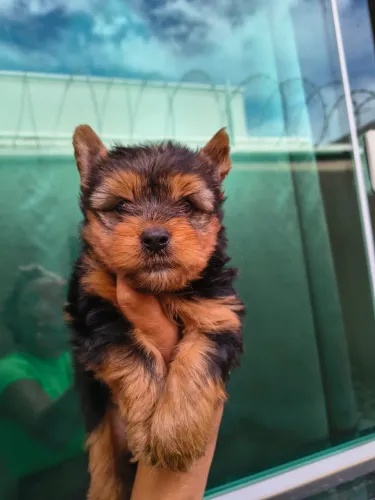 Yorkshire-Para quem busca um novo amigo em casa