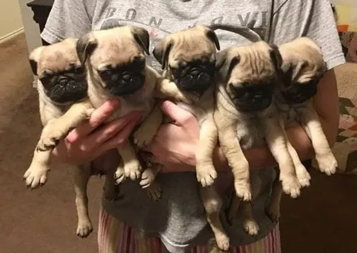 Cãozinho pug de linhagem selecionada dócil e saudável com contrato