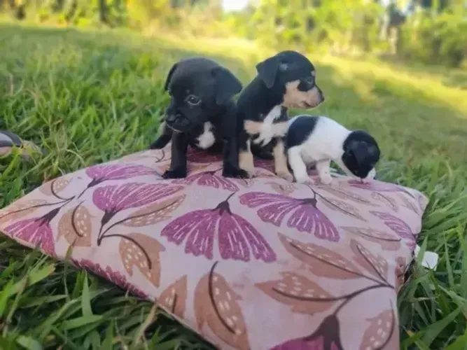 pinscher x chihuahua