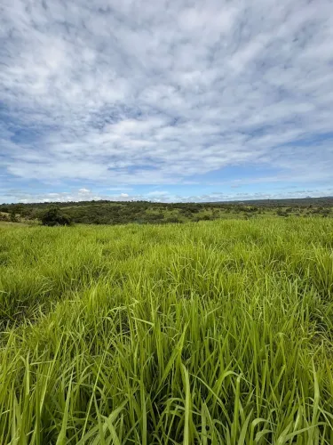 Vendo!!! fazenda de 96,6 hectares na região do Jarudore na cidade de Poxoréo MT