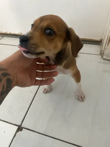 Doa-se cachorro filhote