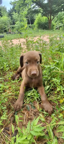Lindos filhotes ?  dálmata com labrador 