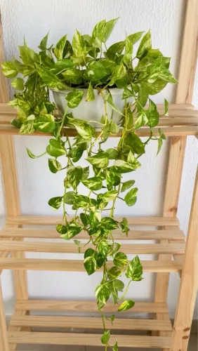 Vendo Plantas Pendentes 1