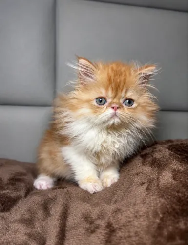 Gato persa 