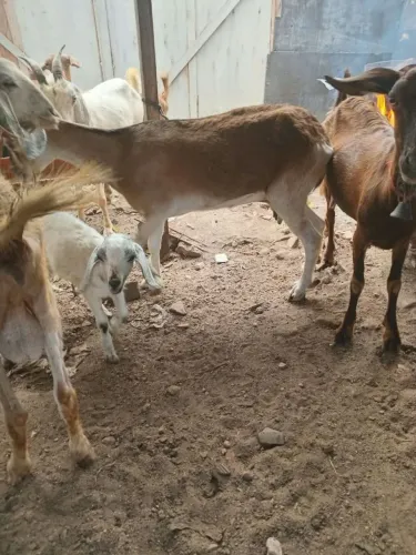 Cabra, bode e carneiro