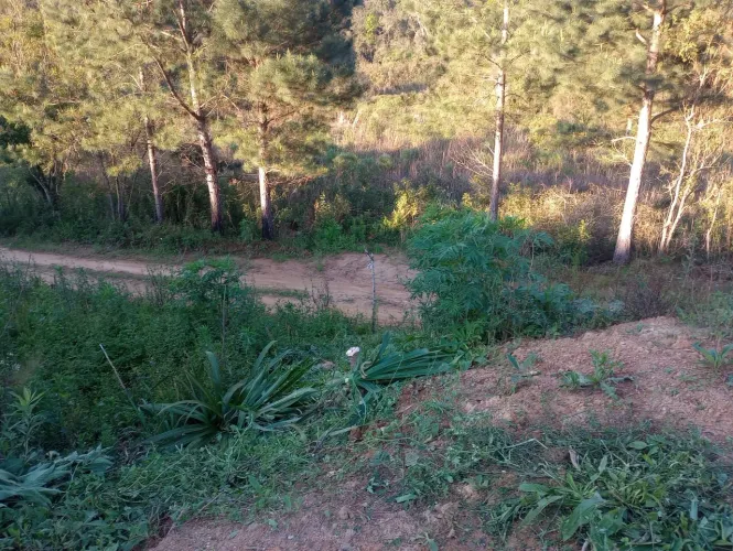 Terreno de prancha