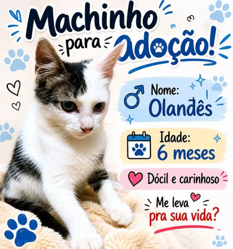 Gatinho pra adoção 