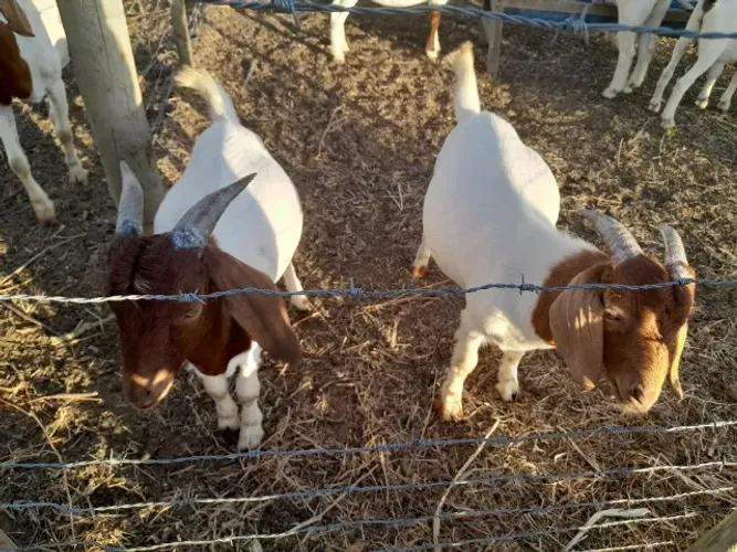 Cabras Boer