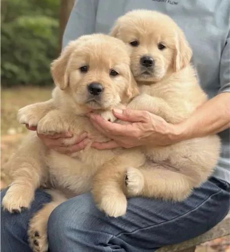 Golden Retriever Filhote - Reserve o Seu
