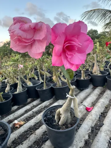 Rosa do deserto enxertada