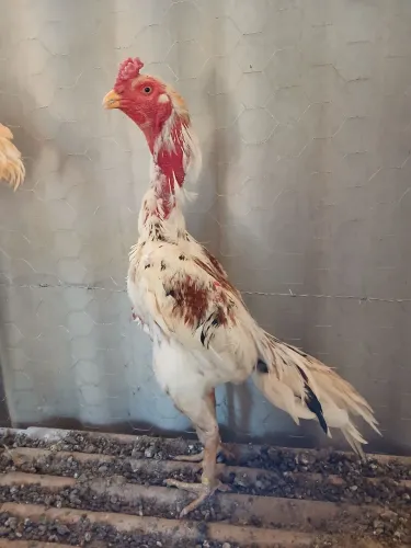 Galo
