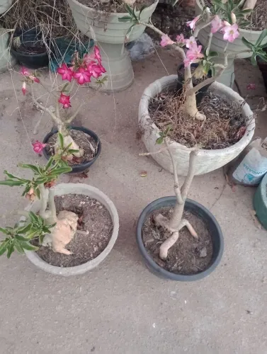 Vendo 5 mudas rosa do deserto, total 400 reais tudo