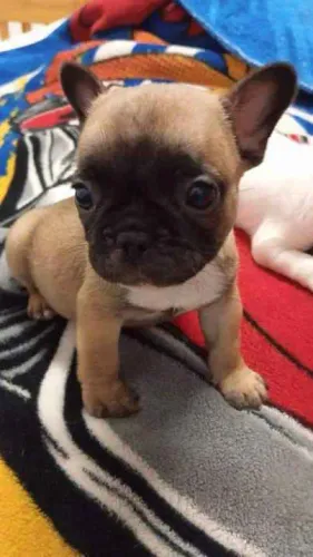 Filhote bulldog francês, Seu próximo grande amor tem quatro patas!