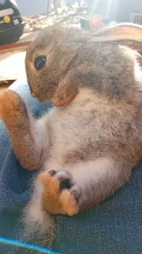 Coelhos!