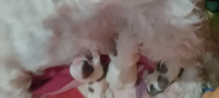 Lhasa APSO