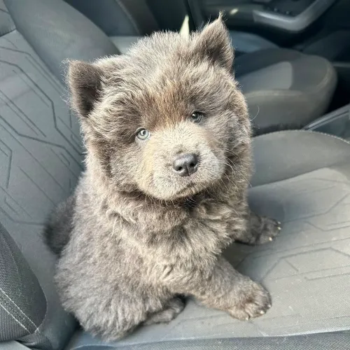 Filhotes a venda! Chow Chow