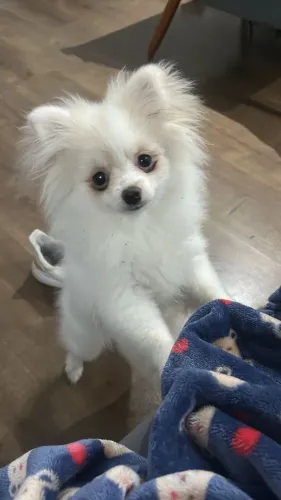 Cachorra spitz alemão 