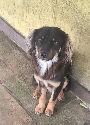 Doação - Adoção de Cachorro